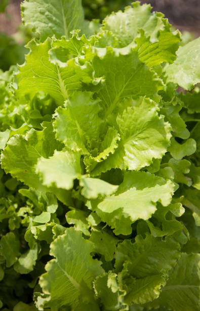 istock Lettuce leaves. Fresh summer harvest for a healthy diet. 1305072416