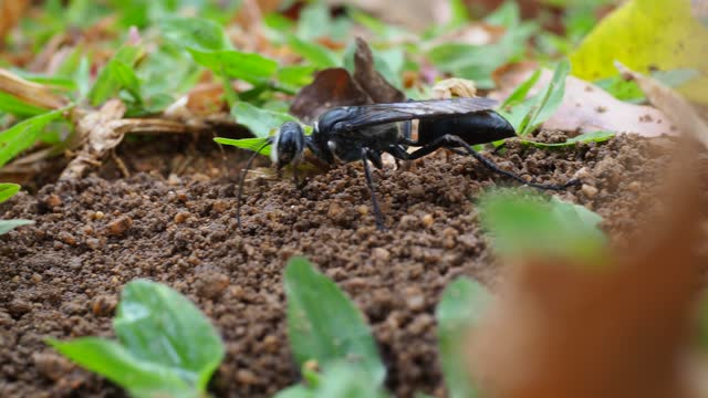 Wasps digging a hole