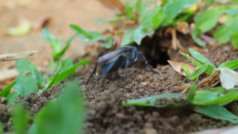 Wasps digging a hole