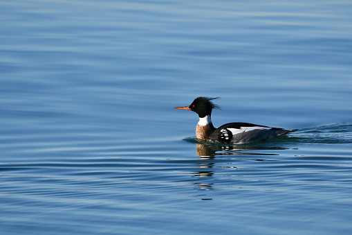 Male Red-breasted Merganser duck drake swimming on lake