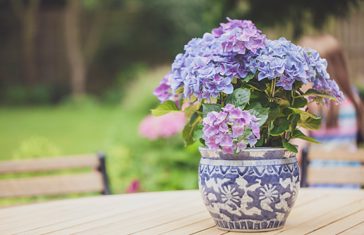 A lovely hydrangea plant sitting on a picnic table outside.
