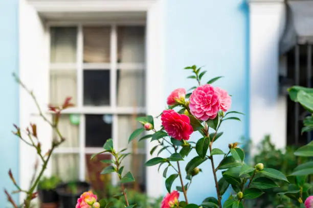 Color image depicting beautiful pink camellia flowers blossoming outside a traditional London townhouse.