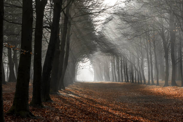 istock Sunbeams through the fog in a forest 1305076260