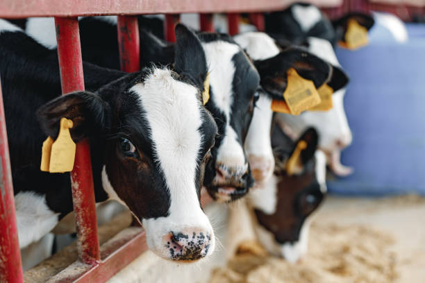 istock Young bull calf in a stall on a farm 1305076573
