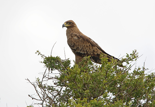 Tawny Eagle (Aquila repax repax) perched on tree-top\