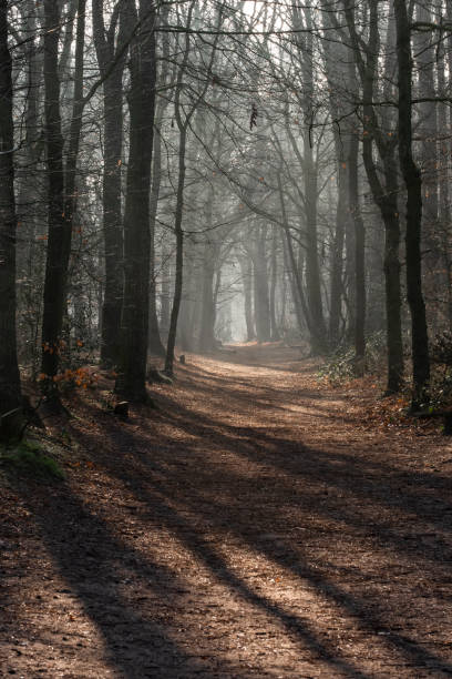 istock Footpath in a forest with mist, sun and shadows 1305076634