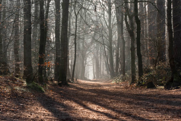 istock Footpath in a forest with sun and mist 1305076641