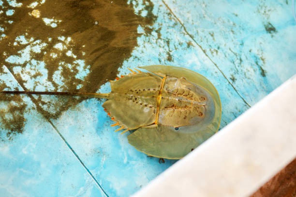 istock Thai horseshoe crab in water bassin 1305077849