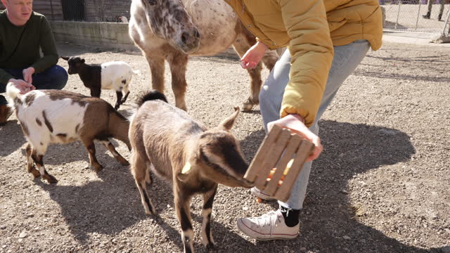 Caring people, visiting animal rescue center, and helping them while feeding the pony and the kid goats with carrots