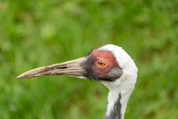 istock A White-naped crane portrait 1305078183