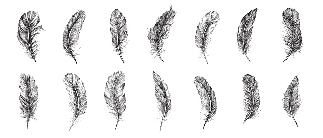 Vector Black and White Feather Pattern, hand drawn style, vector illustration.