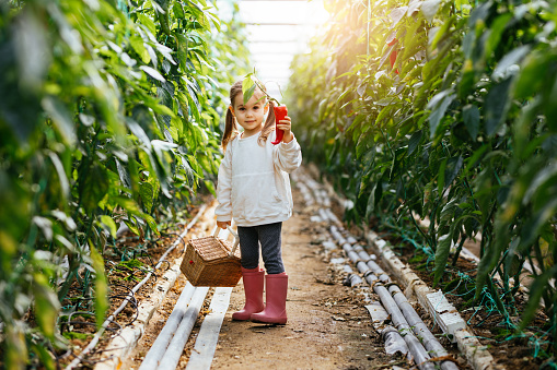 Cute little girl in a garden with ripe red bell pepper, A girl collects a crop of ripe red bell pepper in the garden.