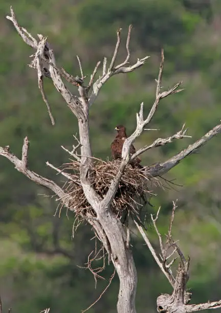 Wahlberg's Eagle (Aquila wahlbergi) adult standing on nest"n"nTsavo West NP, Kenya         November