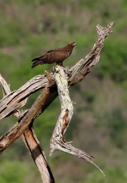 Wahlberg's Eagle (Aquila wahlbergi) adult standing on dead tree"n"nTsavo West NP, Kenya         November