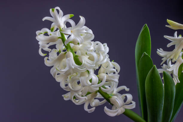 istock Young flowering hyacinth. Spring flowers, easter, holidays concept. 1305080922