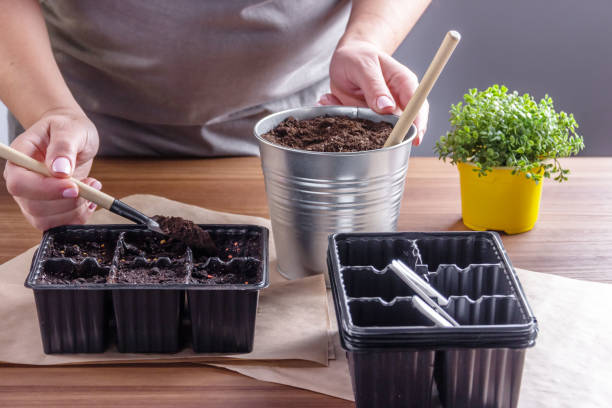 istock Women's hands with garden tool cover the seeds with earth. Container for seedlings with soil and seeds. Gardening, the spring planting at home. 1305081009