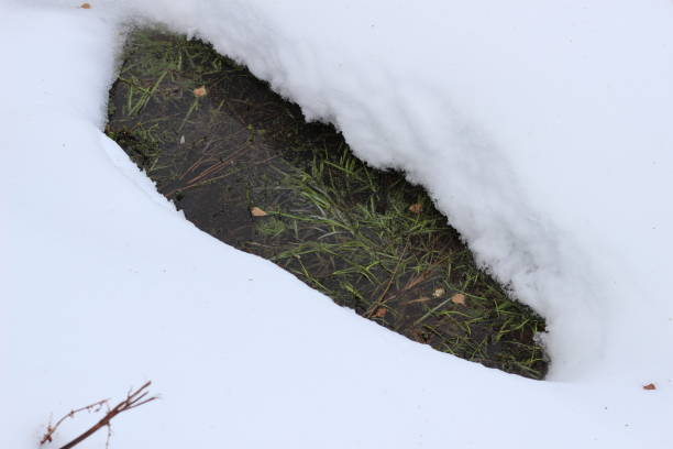 istock thawed patch  with water and green grass on river among snow 1305081517
