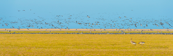 Flock of geese flying in a bright blue sky over wetland in sunlight in winter, Almere, Flevoland, The Netherlands, March 2, 2021