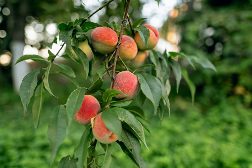 Ripe peaches fruits on a branch in orchard