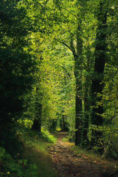 istock Hike trail in lush green forest. 1305083937