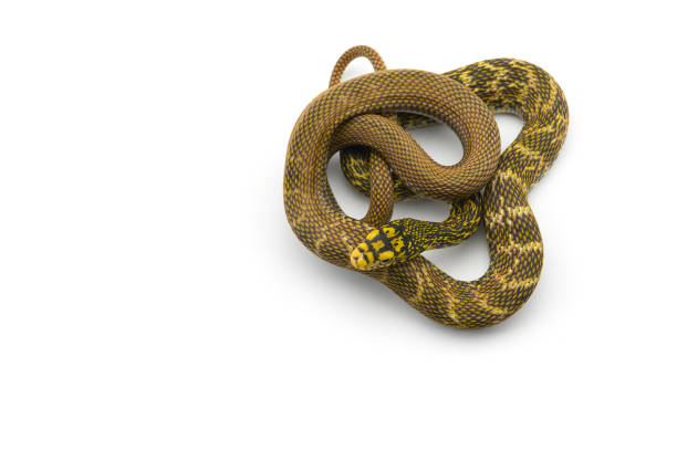 istock The King Rat Snake isolated on white background 1305084357