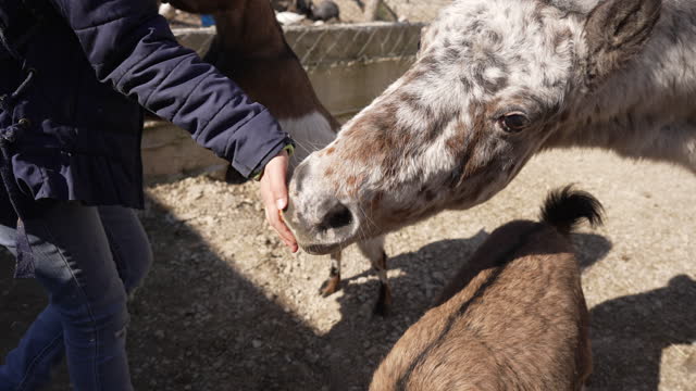 Pony and goats eating carrots from the girl hand