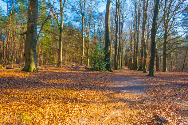 Sunlit trees in a colorful forest in bright sunlight in winter, Baarn, Lage Vuursche, Utrecht, The Netherlands, February 28, 2021
