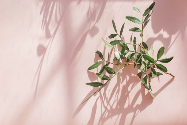 istock Green leaves and shadows on a pink background. Flat lay, top view. 1305086035