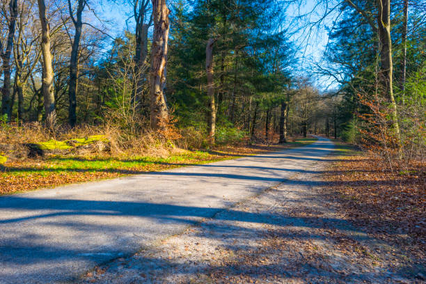 istock Sunlit pines in a colorful forest in bright sunlight in winter 1305086590