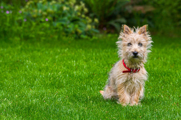 Cairn Terrier Puppy sitting on the grass cairn terrier stock pictures, royalty-free photos & images