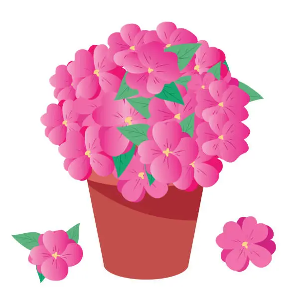 Vector illustration of New Guinea Impatiens ( Impatiens Hawkeri )