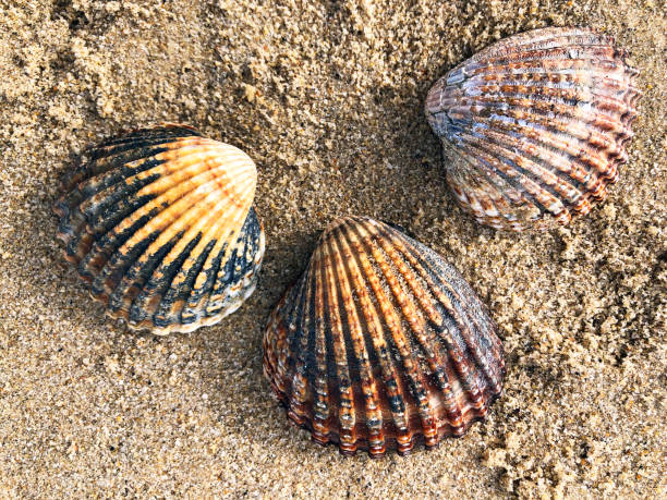 conchiglie smerle colorate sulla spiaggia di poole all'inizio della primavera nel dorset, inghilterra - cockle nature outdoors horizontal foto e immagini stock