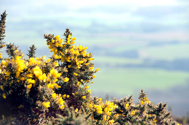 Gorse bush in flower at the onset of Spring in Dorset, England End of winter and start of Spring with February  in the beautiful outdoors with ancient towns, countryside and coast of Dorset, England furze or gorse ulex europaeus stock pictures, royalty-free photos & images