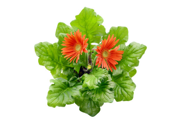 Gerbera daisy flowerpot on white isolated background. Top view,