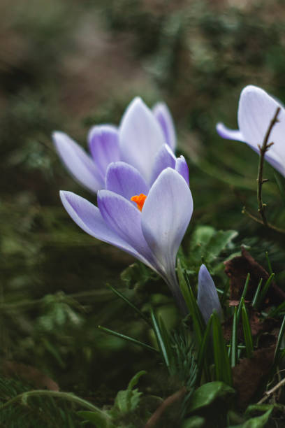 istock close up of blue crocuses in sprintime 1305093494
