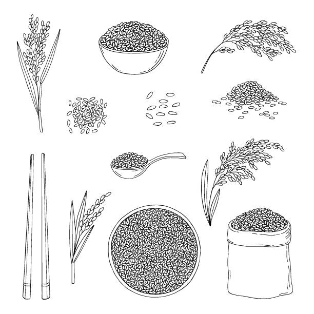 Rice. Cereal ears, grain in sack, chopsticks, wooden spoon, rice in bowl. Hand drawn vector sketch illustration. Rice. Cereal ears, grain in sack, chopsticks, wooden spoon, rice in bowl. Hand drawn vector sketch illustration. rice cereal plant stock illustrations