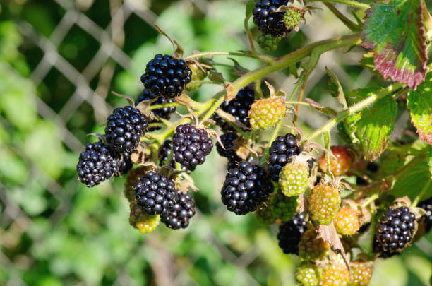 blackberry berries of different ripeness on a branch close-up - blackberry bush plant berry fruit imagens e fotografias de stock