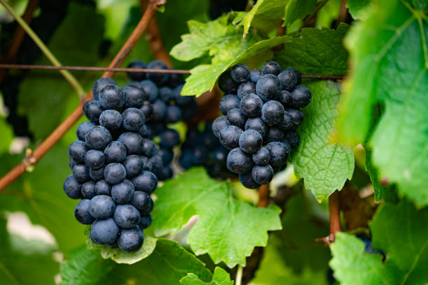 red wine pinot noir grapes on the vine close-up - vineyard ripe crop vine imagens e fotografias de stock
