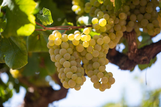 Vineyard Hanging Beautifuil Bunch of White wine Grapes in the sun Selective focus Vineyard Hanging Beautiful Bunches of Chardonnay White Grapes in the sun champagne grapes stock pictures, royalty-free photos & images