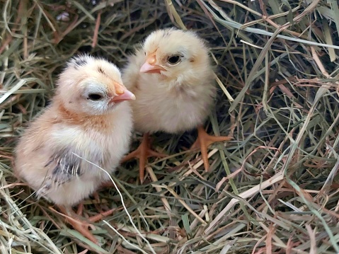 3 day old chicks in the hay, dwarf chickens