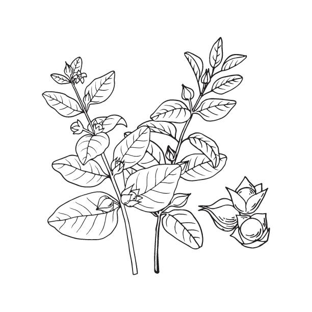 ilustrações, clipart, desenhos animados e ícones de ashwagandha (withania somnifera). planta de cura ayurvédica. ilustração vetorial desenhada à mão no estilo esboço. - vector berry root leaf