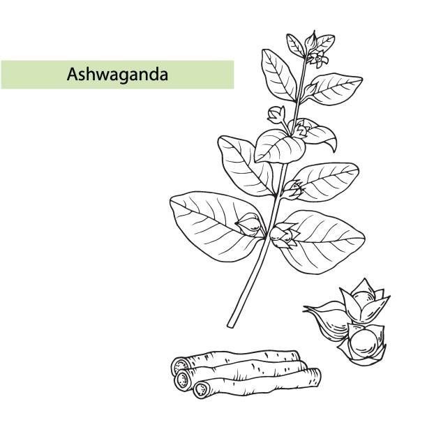 ilustrações, clipart, desenhos animados e ícones de ashwagandha (withania somnifera). planta de cura ayurvédica. ilustração vetorial desenhada à mão no estilo esboço. - vector berry root leaf