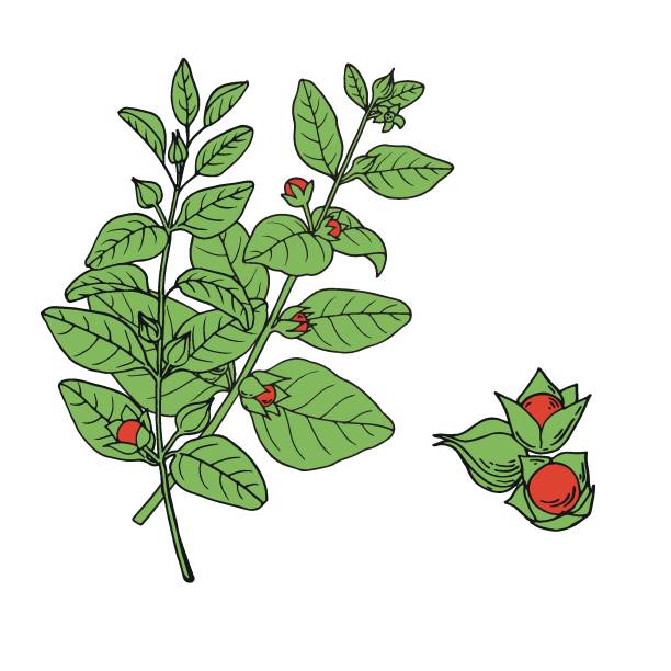 ilustrações, clipart, desenhos animados e ícones de ashwagandha (withania somnifera). planta de cura ayurvédica. ilustração vetorial desenhada à mão no estilo esboço. - ginseng isolated root herbal medicine