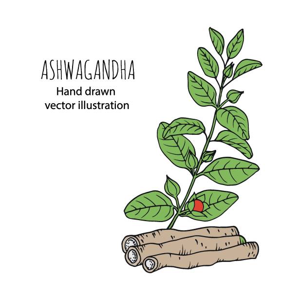 ilustraciones, imágenes clip art, dibujos animados e iconos de stock de ashwagandha (withania somnifera). planta curativa ayurvédica. ilustración vectorial dibujada a mano en estilo de croquis. - ginseng isolated root herbal medicine