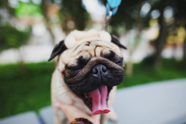 istock Portrait of a pug. 1305096515