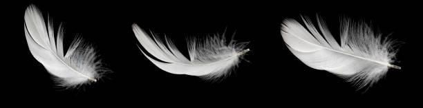 istock white duck feathers isolated on black background 1305096822