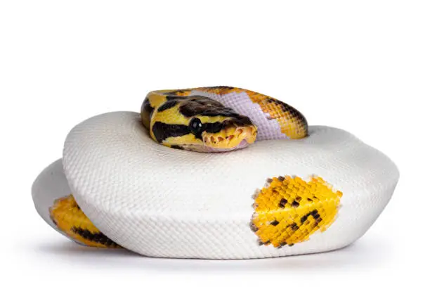 Young Piebald Ball Python aka Python Regius snake. Very high on white with button like yelow with black spots or dots. Isolated on a white background.