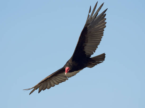 un vautour adulte de dinde en vol - scavenging photos et images de collection