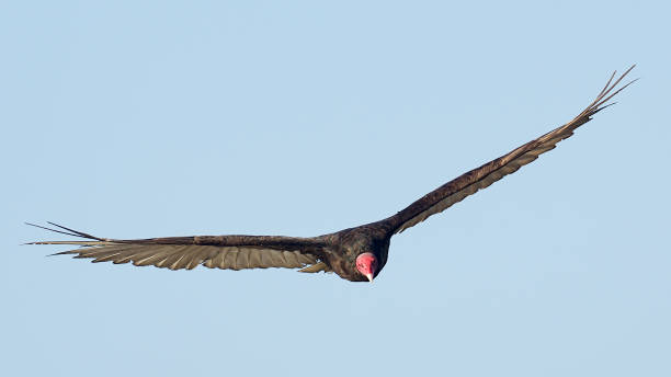 istock An adult Turkey Vulture in flight 1305098576