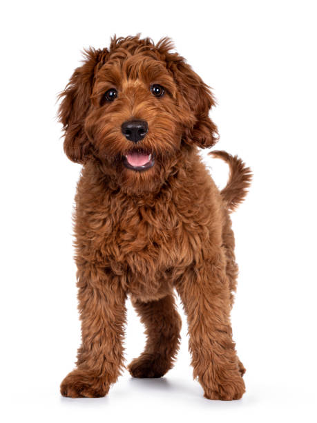 istock Cobberdog pup on white background 1305098615